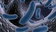 batteri-blu-MicrobiotaMi