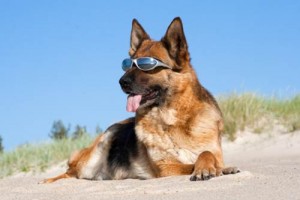 Cani-spiaggia-regole