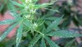 cannabis_pianta_fg