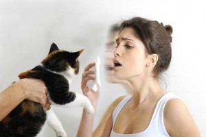 allergie-cure-gatti
