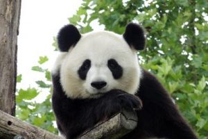 panda_ftlia